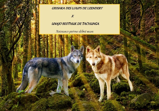 Des Loups De Leendert - portée Grishka & Unajo