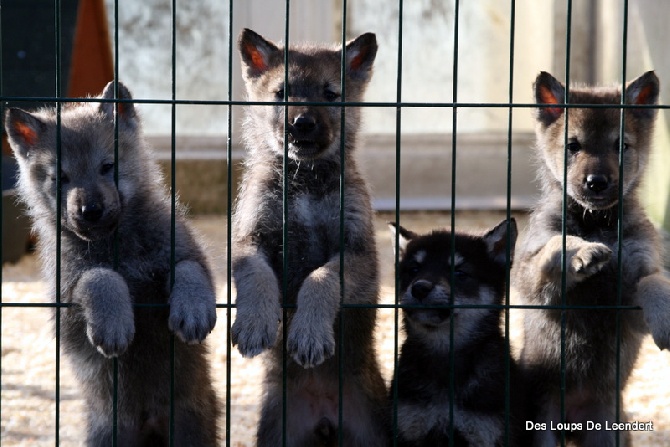 Des Loups De Leendert - Quelques photos des chiots de Gaia