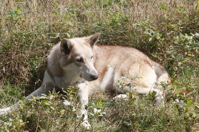 Des Loups De Leendert - Portée 2013 imminente... 