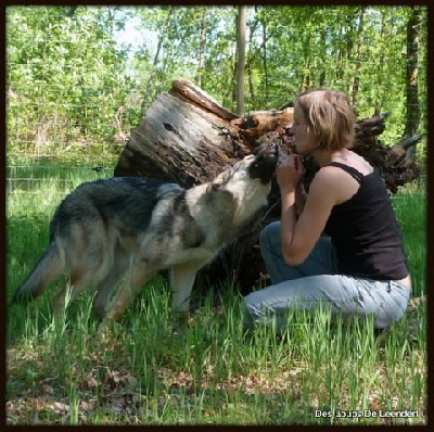 Des Loups De Leendert - La meute s'agrandit chez Des Loups De Leendert