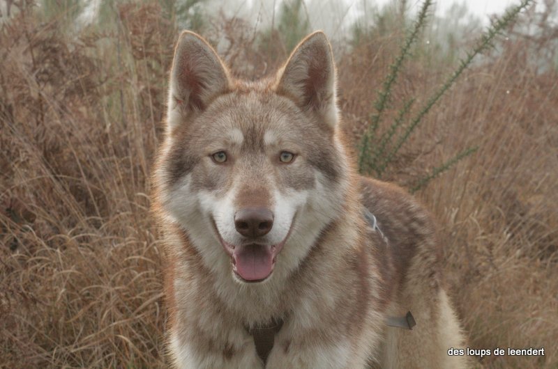 Imhotep Des Loups De Leendert