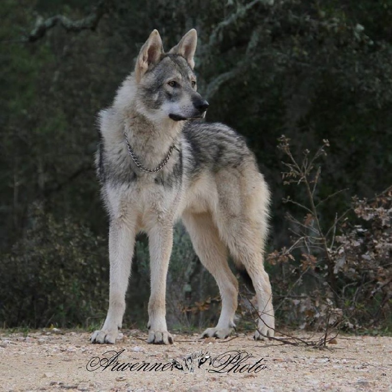 juste idéal Des Loups De Leendert
