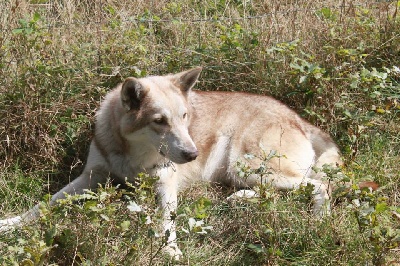 Des Loups De Leendert - Portée 2013 imminente...