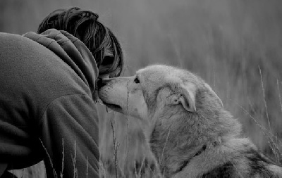 Des Loups De Leendert