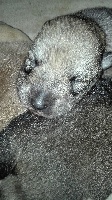 CHIOT