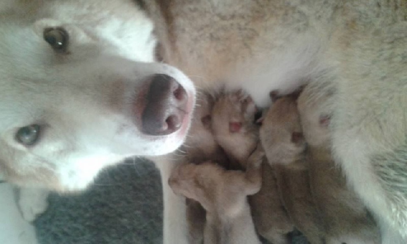 Chiot Chien-loup de Saarloos Des Loups De Leendert